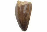 Cretaceous Fossil Crocodilian Tooth - Hell Creek Formation #220665-1